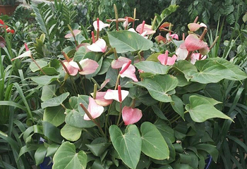 北大荒鹤城鲜花港第 19 张图片
