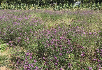 杭州湾海上花田第 30 张图片
