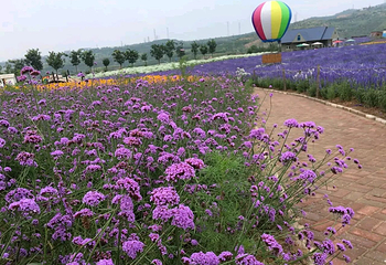 薰衣草NE庄园第 19 张图片