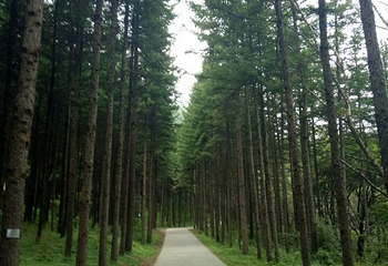 六盘山国家森林公园第 41 张图片