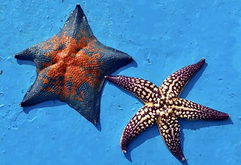 威海国际海水浴场第 52 张图片