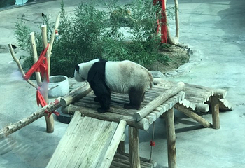 中国亚布力熊猫馆第 31 张图片