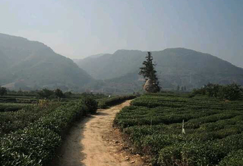 大木山茶园景区第 23 张图片