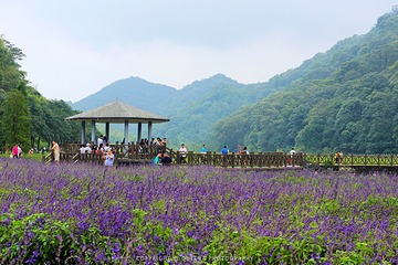 石门国家森林公园第 49 张图片