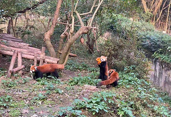成都周游卡（青城山—都江堰+熊猫基地）第 7 张图片