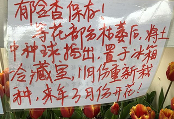 武汉农业集团郁金香主题公园第 88 张图片