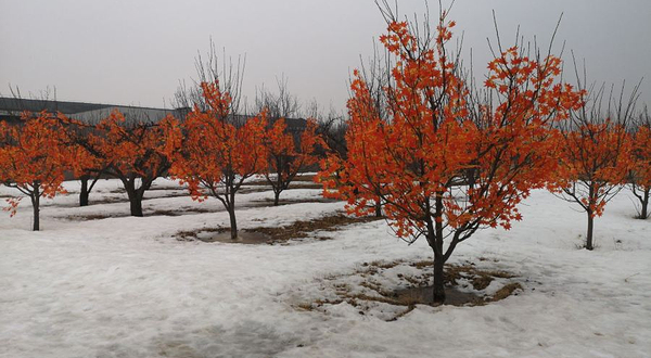 世界葡萄博览园冰雪嘉年华