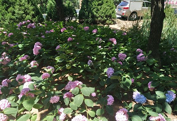 英歌石植物园第 35 张图片