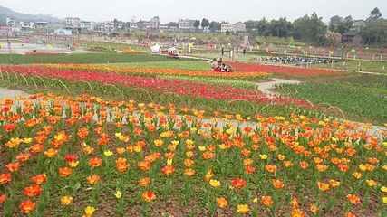 银城花海第 20 张图片
