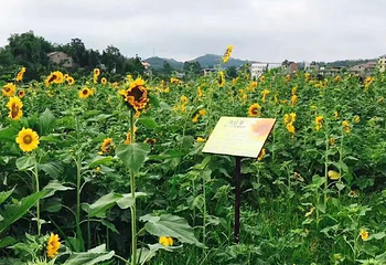 银城花海第 19 张图片