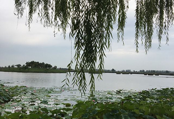 银川鸣翠湖国家湿地公园第 31 张图片