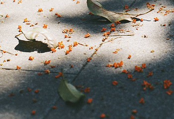 古林公园第 11 张图片