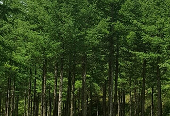 野荷谷第 20 张图片