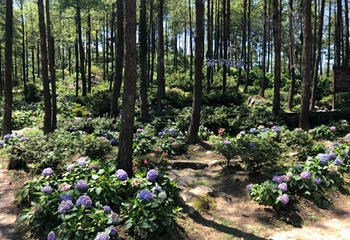 大木林下花园第 19 张图片