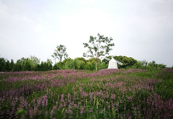 同里国家湿地公园第 36 张图片