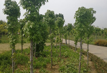 花田紫韵薰衣草庄园第 4 张图片
