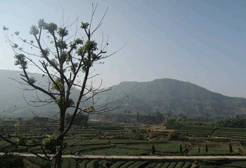 大木山茶园景区第 24 张图片