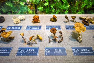 长白山自然博物馆第 56 张图片