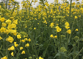 广新农业生态园