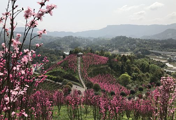 南湖多彩植物园第 59 张图片