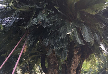 仙湖植物园第 36 张图片