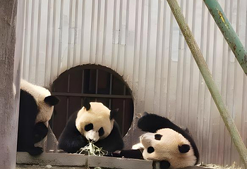 卧龙中华大熊猫苑神树坪基地第 35 张图片