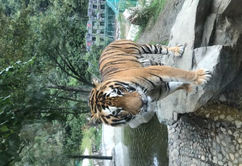 栾川竹海野生动物园第 58 张图片