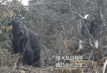 措木及日第 36 张图片