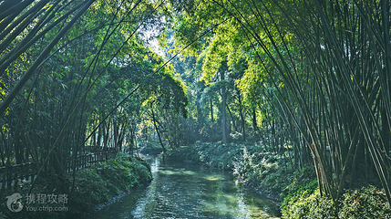 成都新津斑竹林景区第 2 张图片