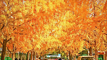 三里屯银杏大道