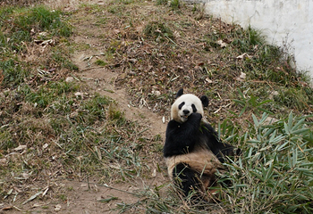 佛坪熊猫谷旅游区第 36 张图片