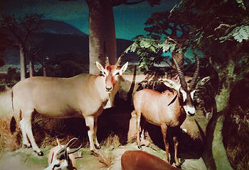 深圳博物馆第 24 张图片