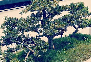 泗县运河人家景区第 24 张图片