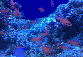 新加坡海洋生物园第 17 张图片