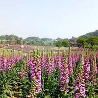 蜀南花海