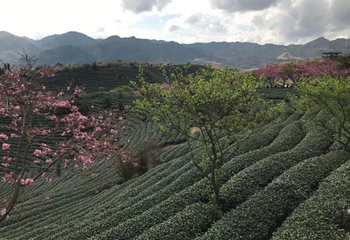 永福台品樱花茶园第 33 张图片