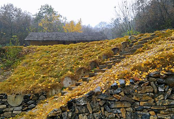 千年银杏谷文化旅游区第 46 张图片