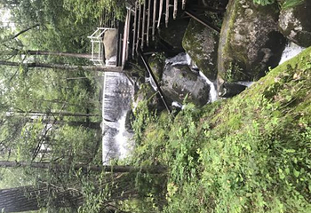 妈妈顶原始森林景区第 20 张图片