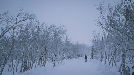 雪乡大雪谷第 37 张图片