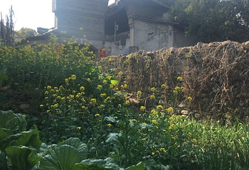 柳城洲尾农庄第 20 张图片