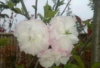 花田广兴宝塔浪漫樱花园第 10 张图片