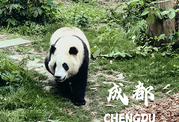 成都大熊猫繁育研究基地第 813 张图片