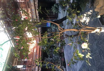 张家花园第 39 张图片