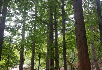 明光寺佛教文化景区第 57 张图片