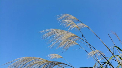 海洋村第 20 张图片