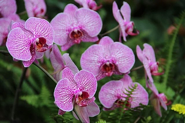 兴隆热带花园第 22 张图片