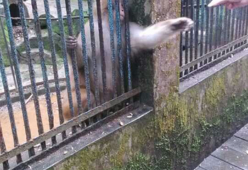 三元格氏栲第 13 张图片
