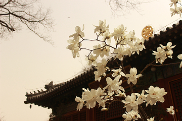 勅建弘慈广济寺第 19 张图片