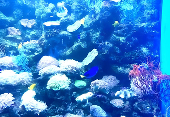 老虎滩海洋公园第 150 张图片