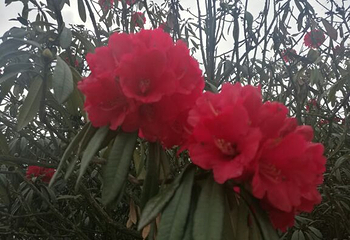 金海雪山四季花谷第 30 张图片
